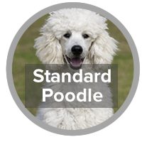 Standard Poodle